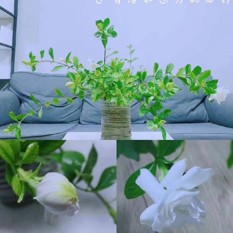 耳总